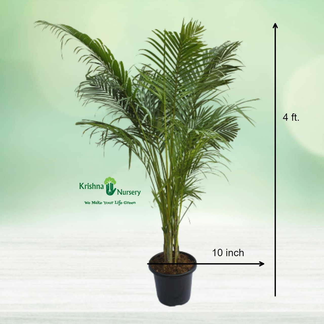 Areca Palm Pot Colour & Poly Bag Black Pot Pot Size 10 Inch