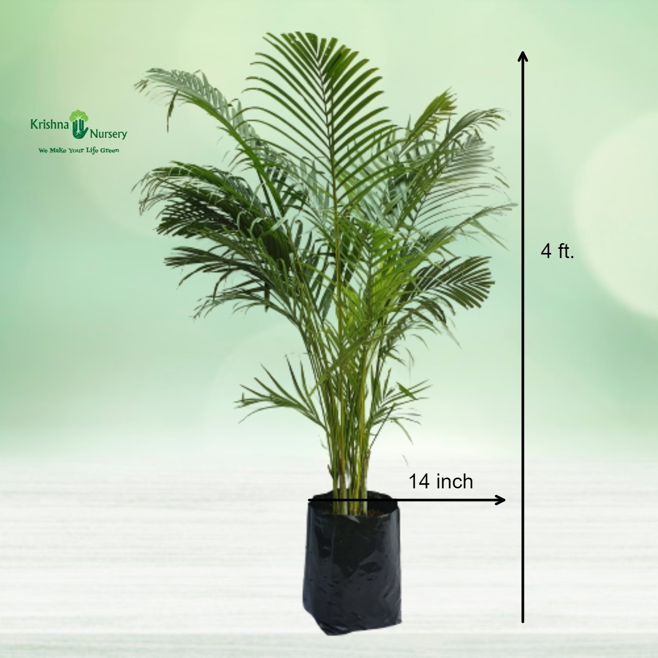 Areca Palm Pot Size 14 Inch Pot Colour & Poly Bag Poly Bag