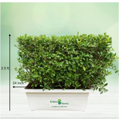 Inerme Ready Hedge Plant - Outdoor Plants -  - inerme-ready-hedge-plant -   