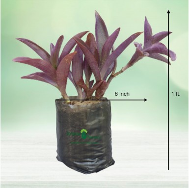 Purple Heart Plant - Outdoor Plants -  - purple-heart-plant -   