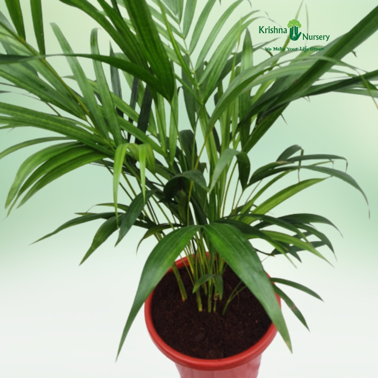 Dwarf Areca Palm Pot Colour & Poly Bag Red Pot Pot Size 12 Inch