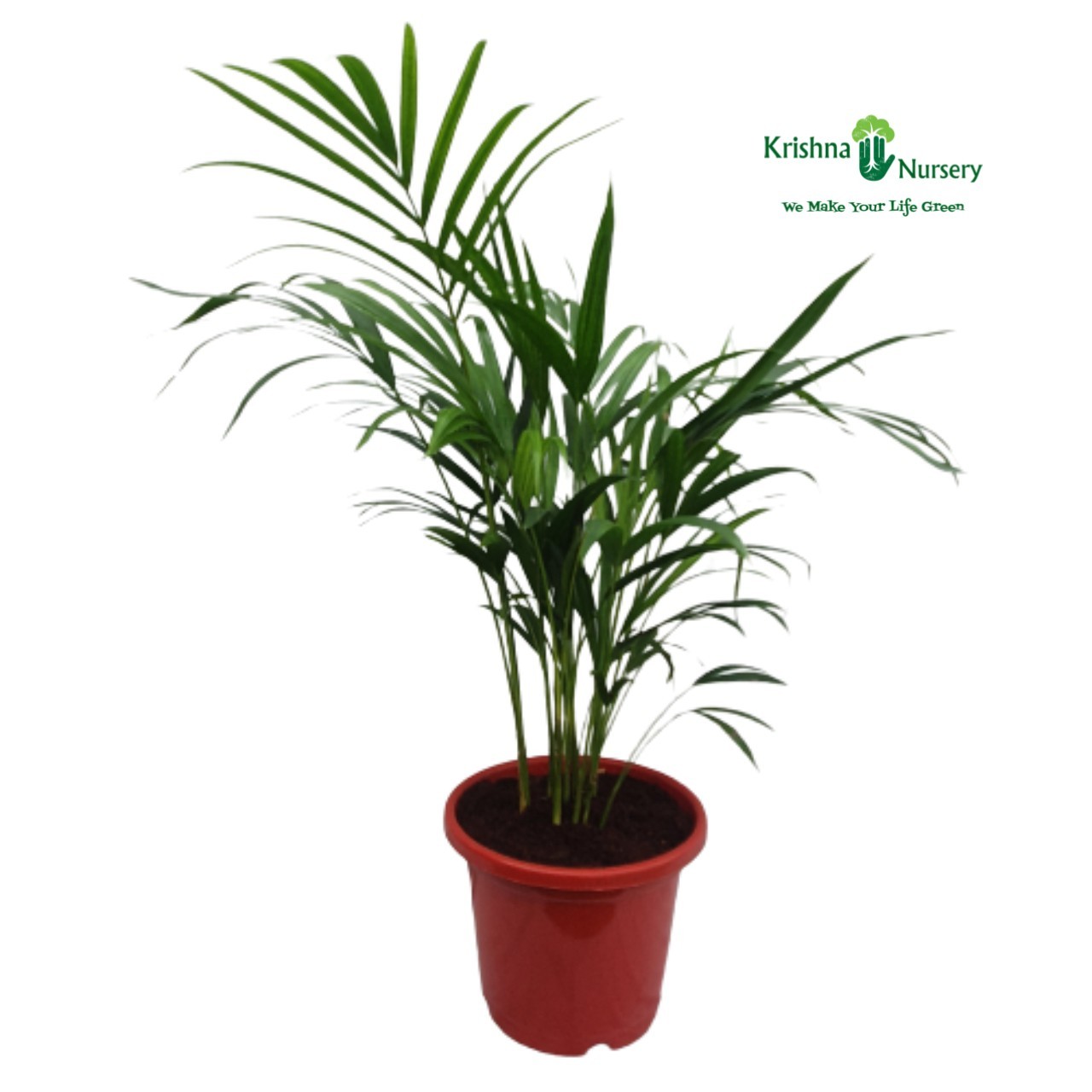 Dwarf Areca Palm Pot Colour & Poly Bag Red Pot Pot Size 12 Inch