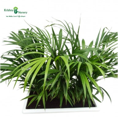 Dwarf Areca Palm with Tray Pot - Indoor Plants -  - dwarf-areca-palm-with-tray-pot -   