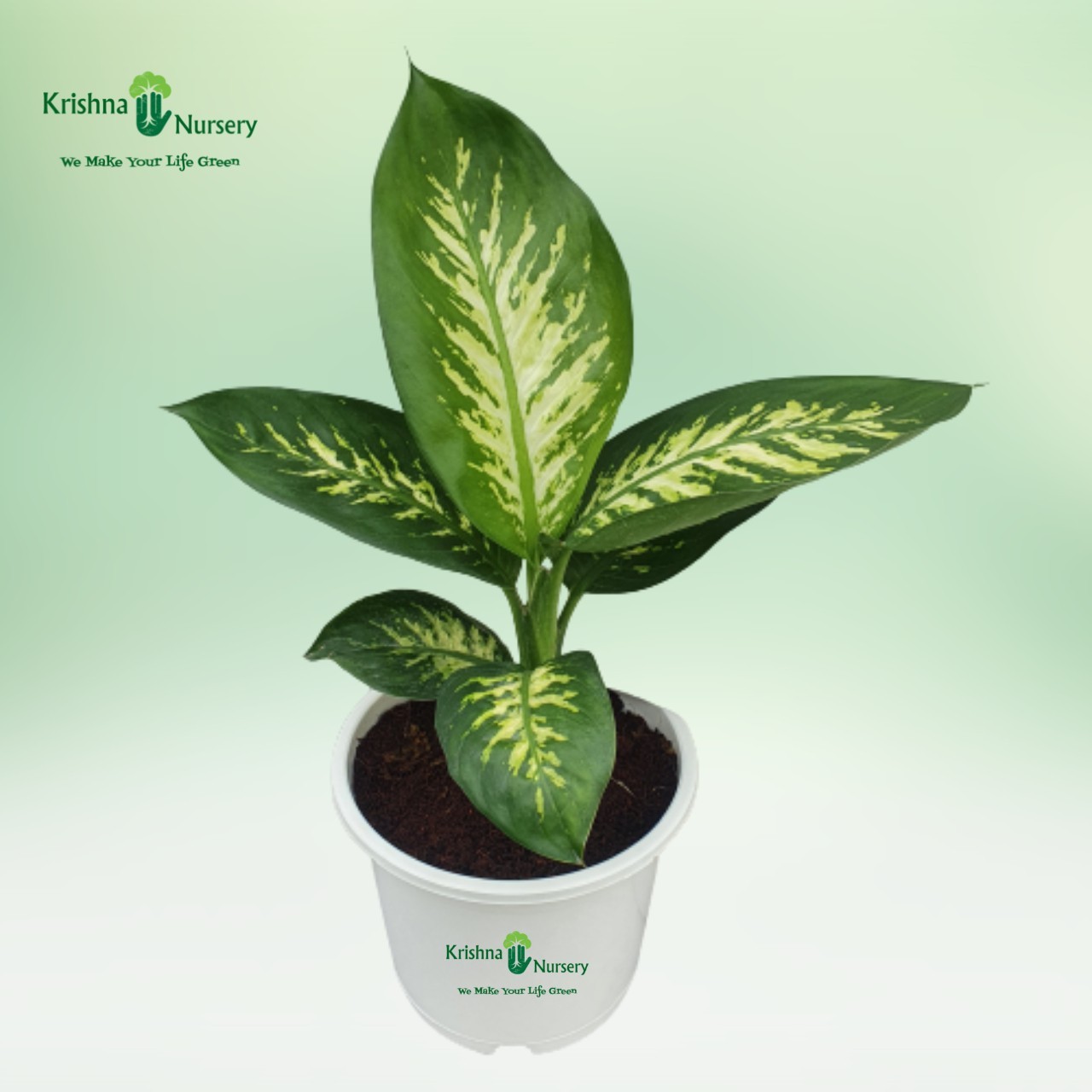 Dieffen-Bachia Plant - Indoor Plants -  - dieffen-bachia-plant -   