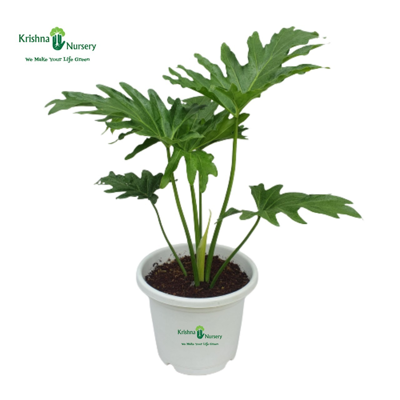 philodendron-selloum-plant