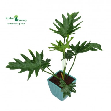 Selloum Plant with 6 Inch Ceramic Pot - Indoor Plants -  - selloum-plant-with-6-inch-ceramic-pot -   
