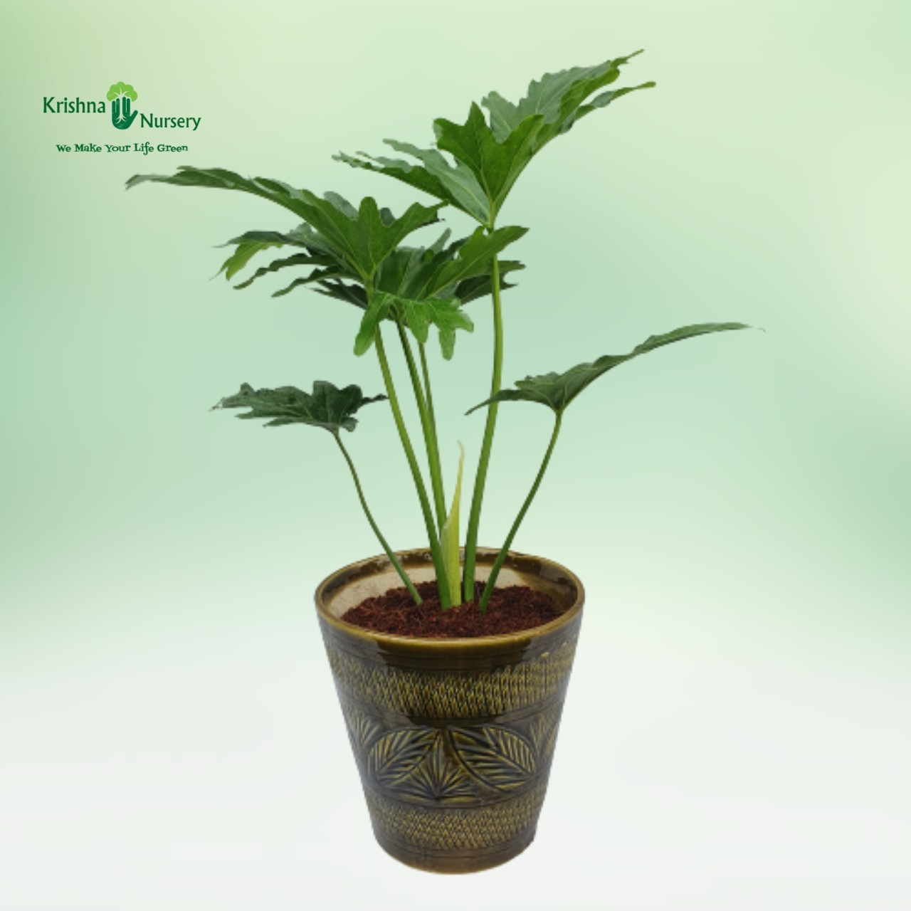 Selloum Plant with 10 Inch Ceramic Pot - Indoor Plants -  - selloum-plant-with-10-inch-ceramic-pot -   