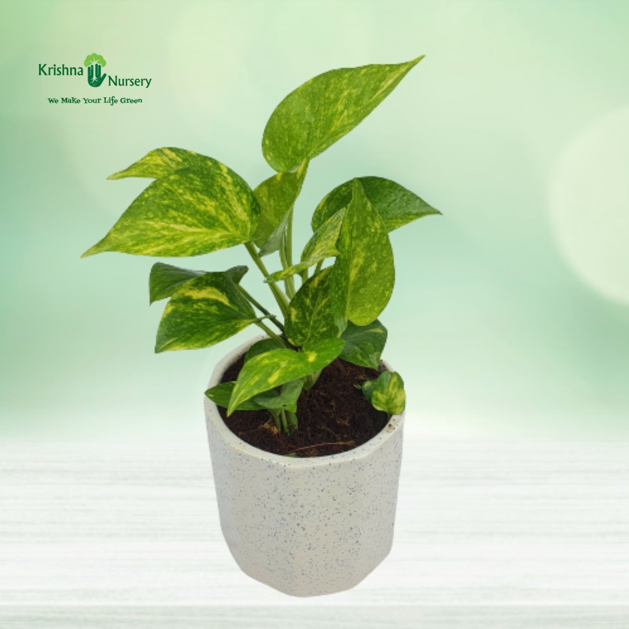 money-plant-with-5-inch-ceramic-pot
