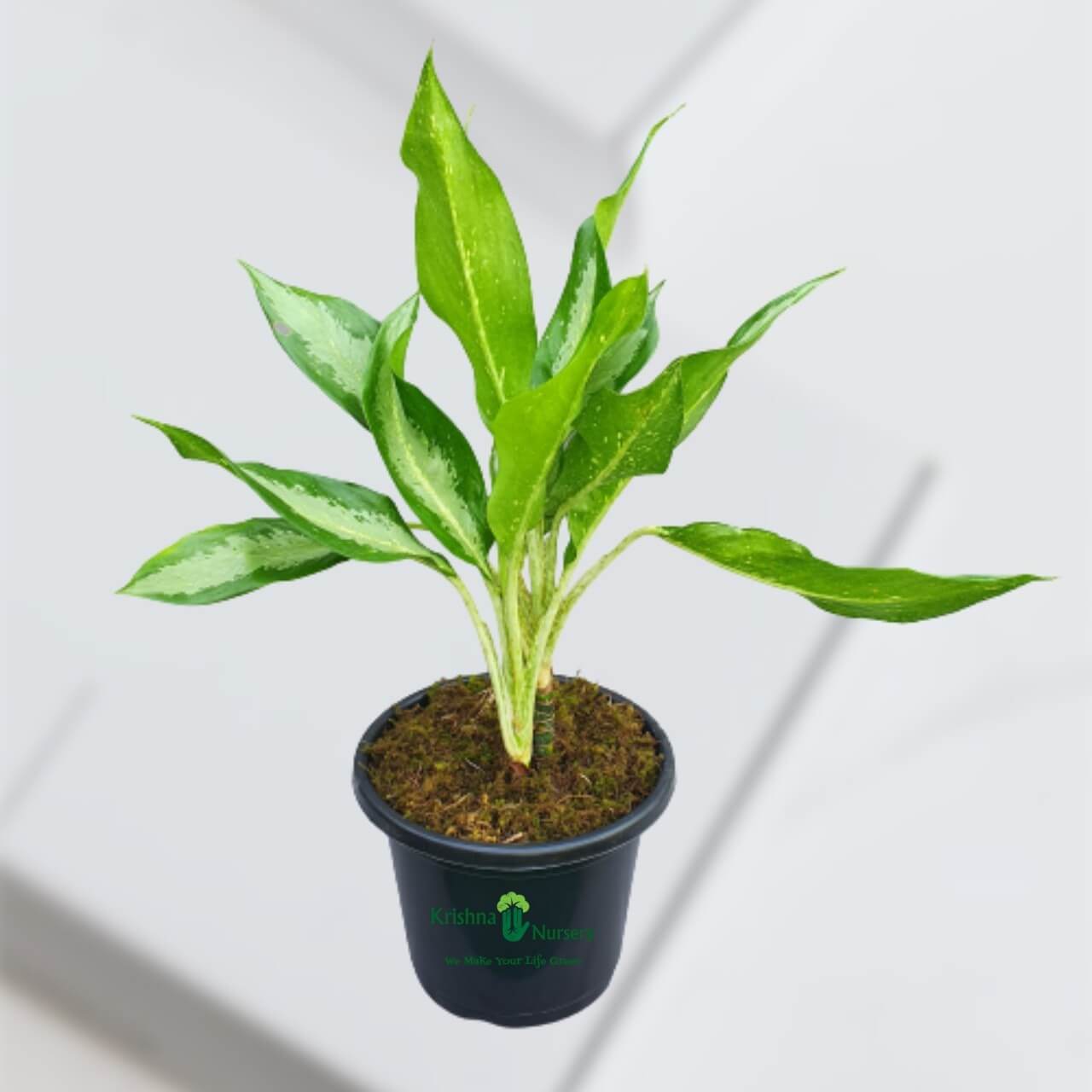 aglaonema-parrot-plant
