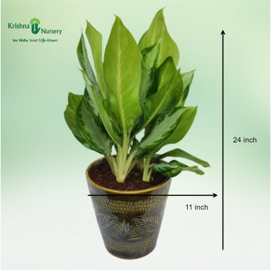 Aglaonema Green with 10 inch Ceramic Pot - Gifting Plants -  - aglaonema-green-with-10-inch-ceramic-pot -   