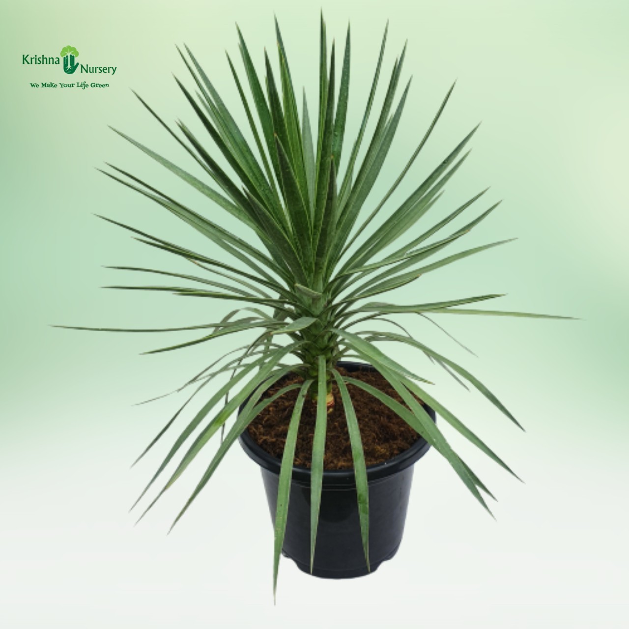 green-yucca-plant