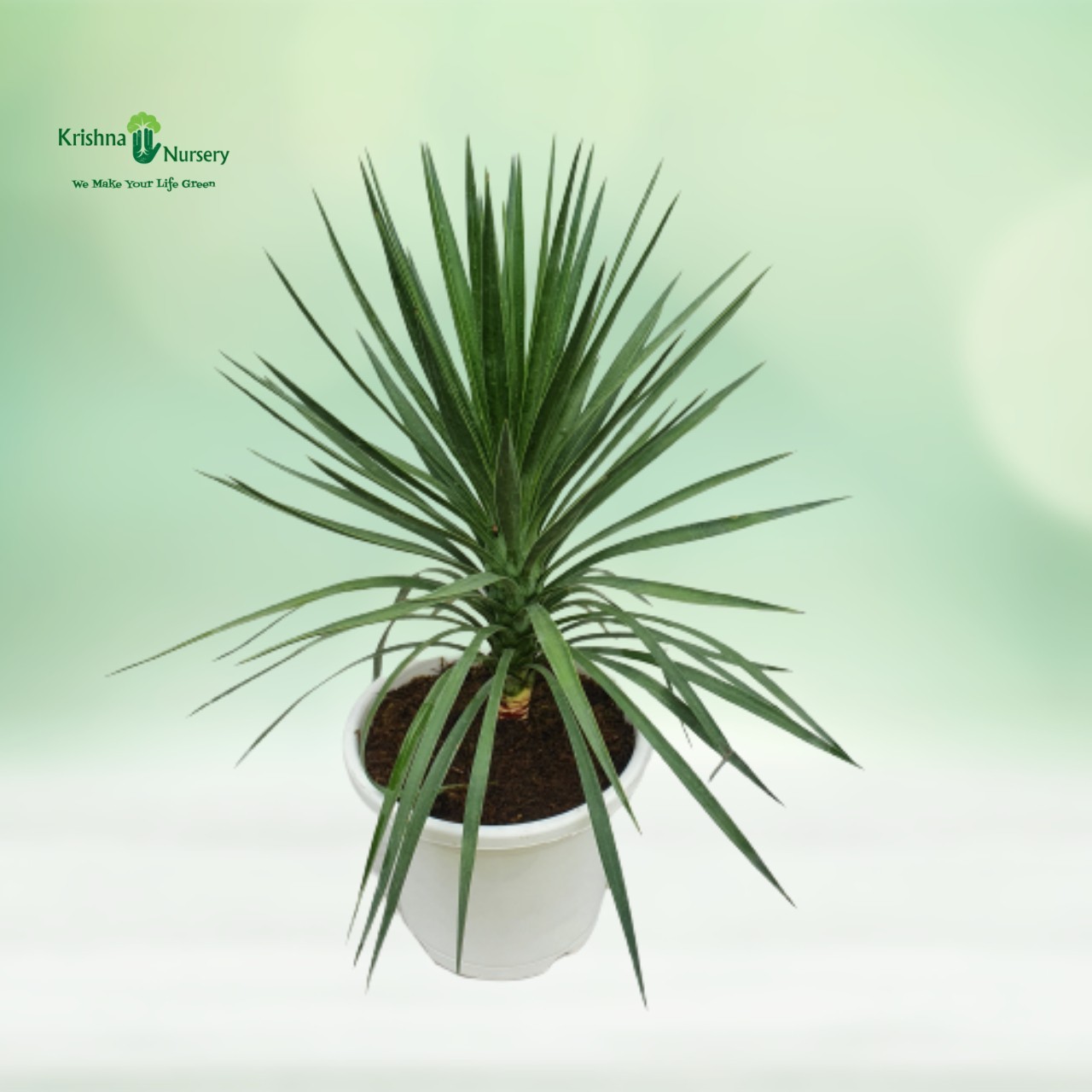 green-yucca-plant