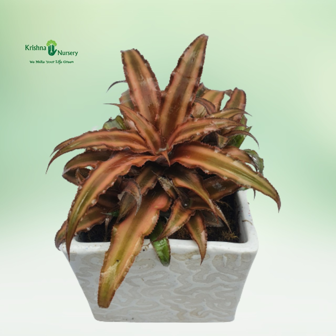 cryptanthus-plant