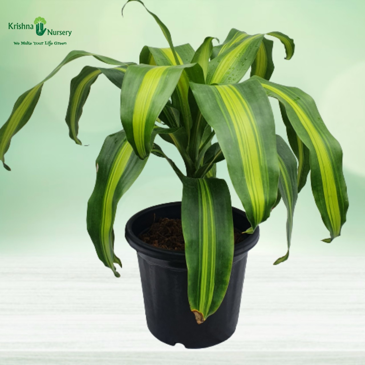 dracaena-victoria-plant