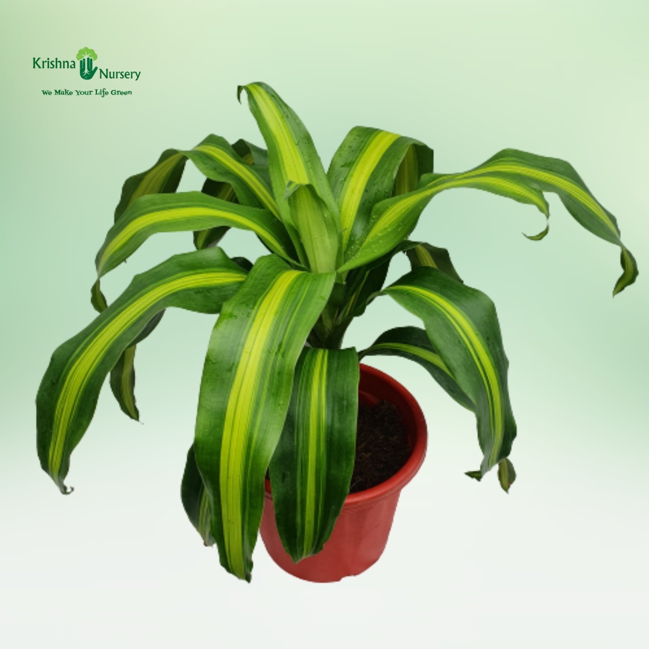 dracaena-victoria-plant