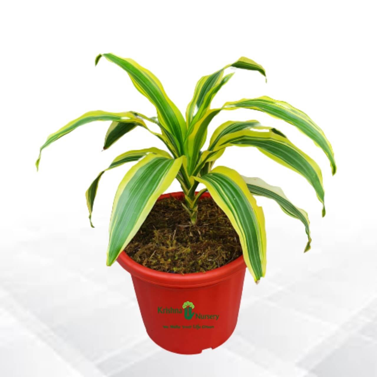 victoria-plant