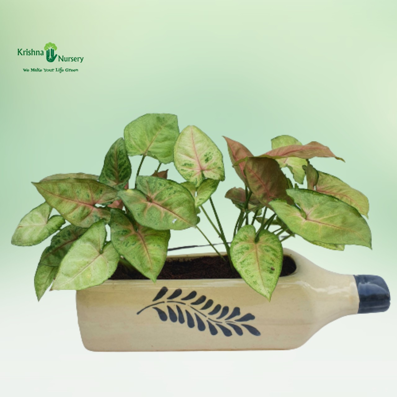 syngonium-plant-with-ceramic-bottle