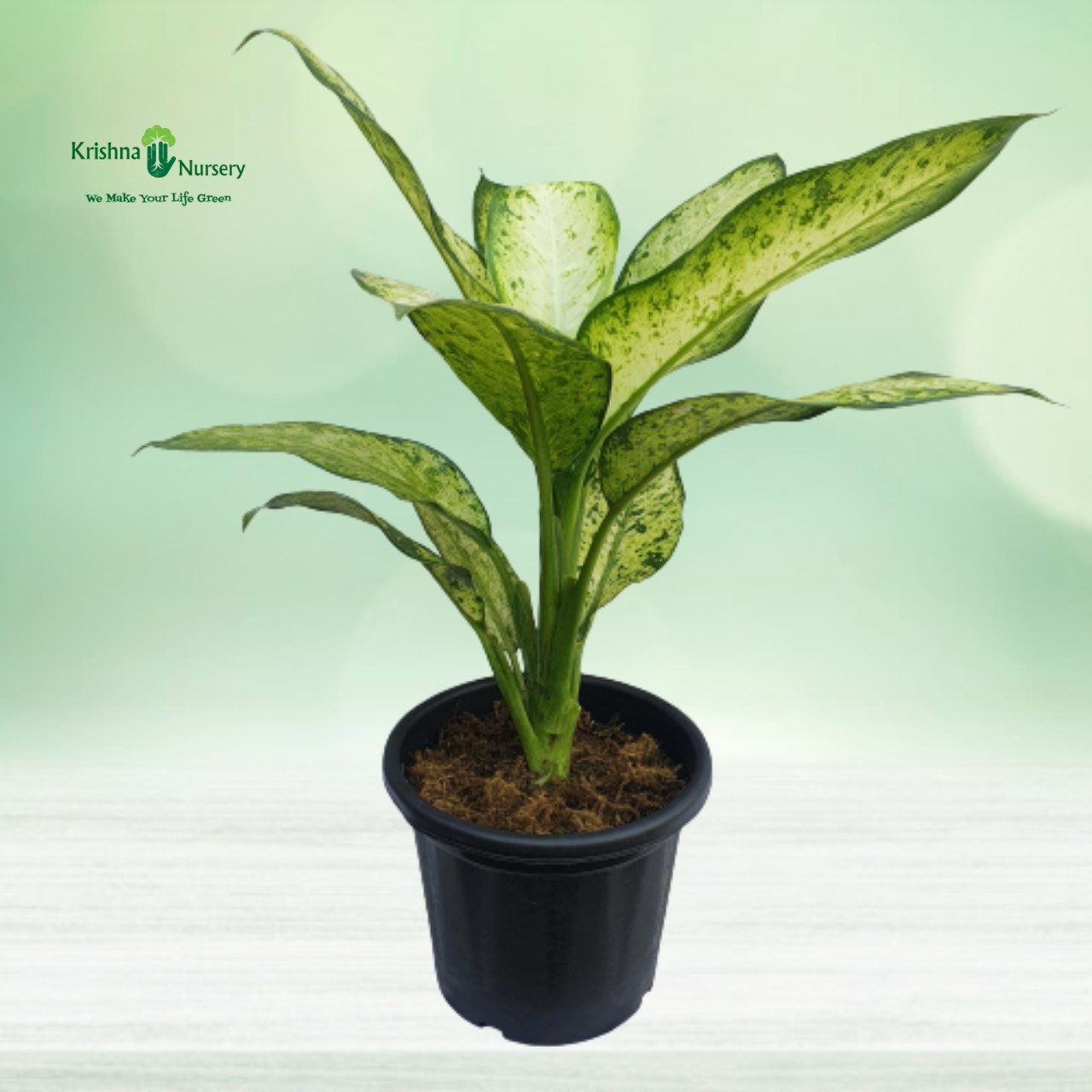 dieffenbachia-star-bright-plant