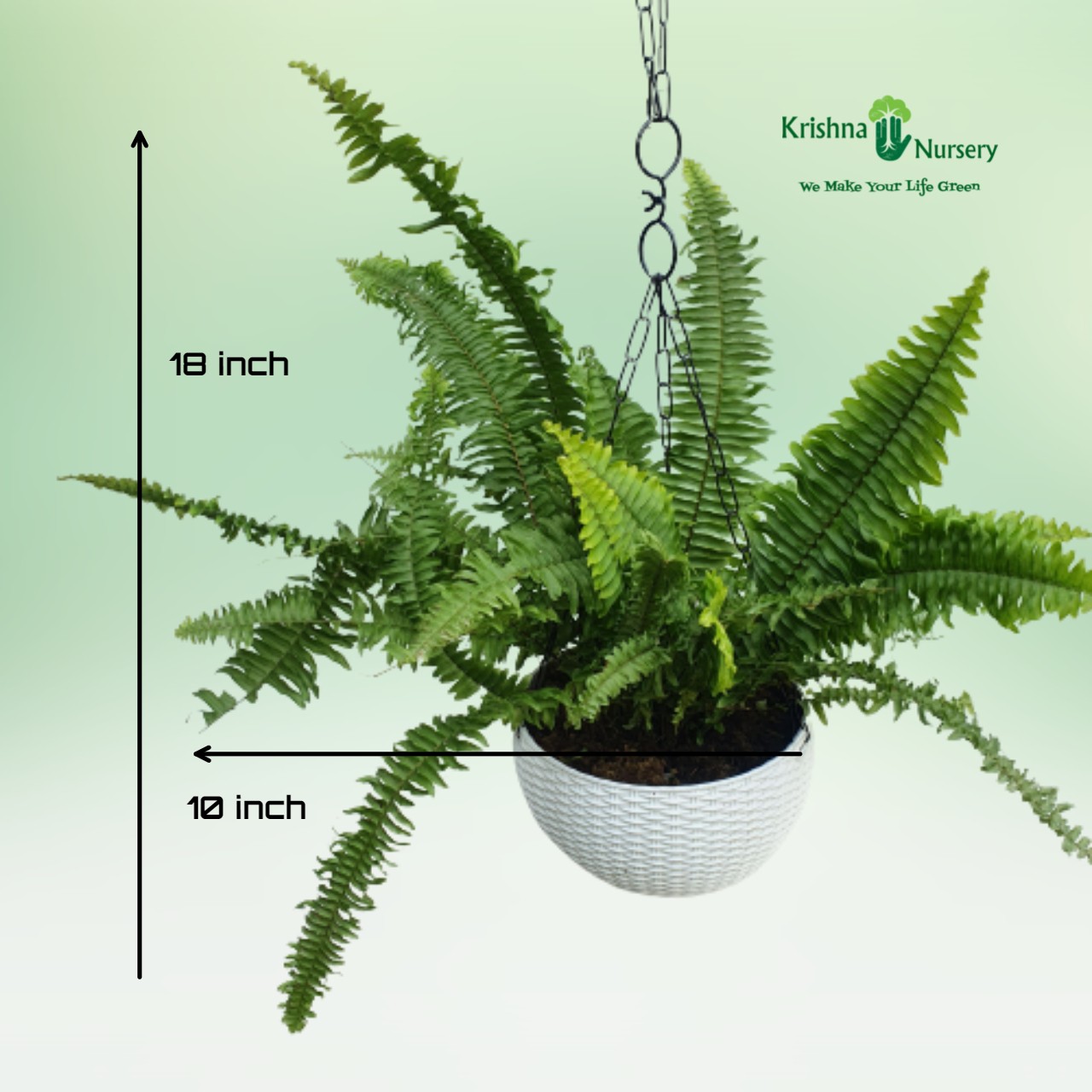 green-fern-plant