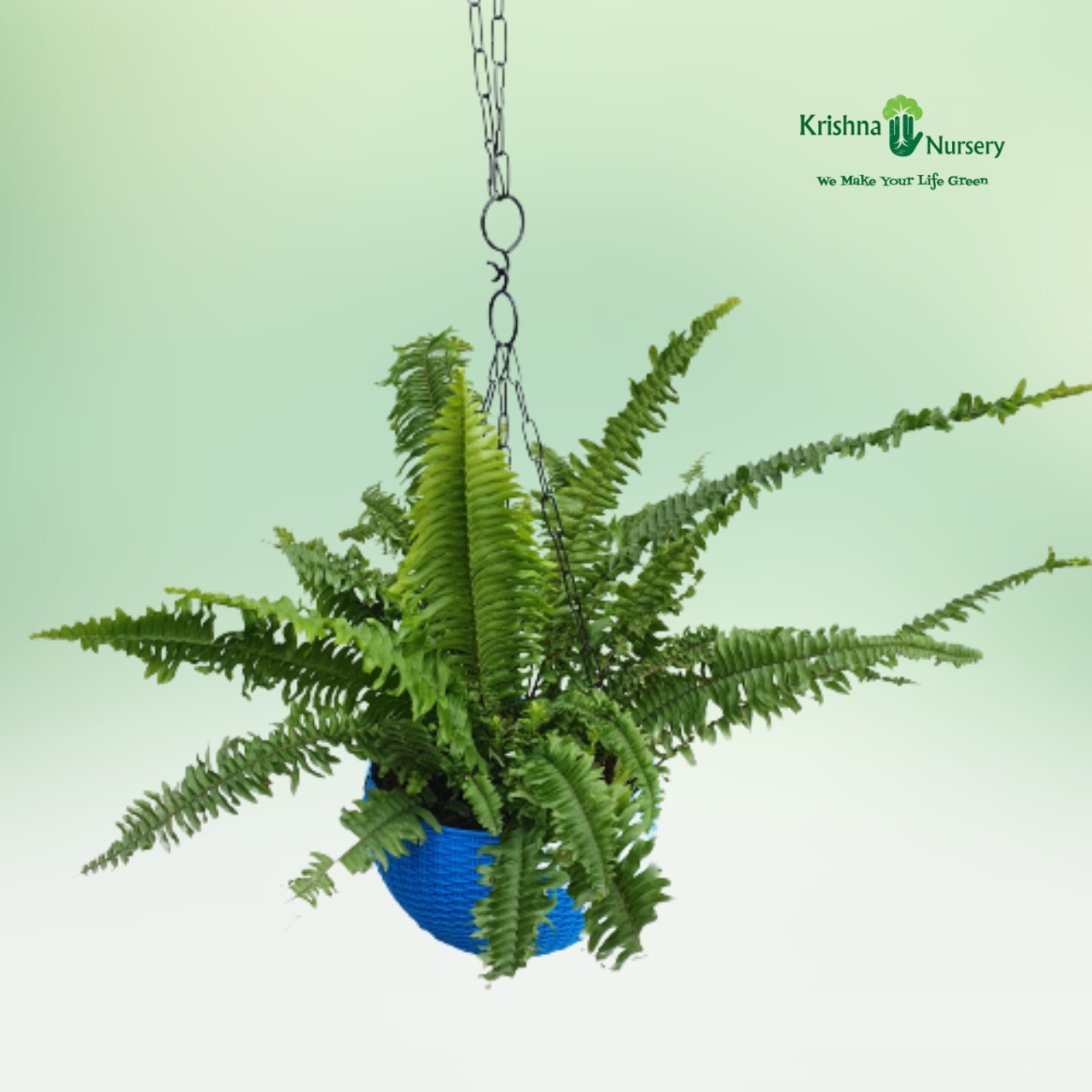 green-fern-plant