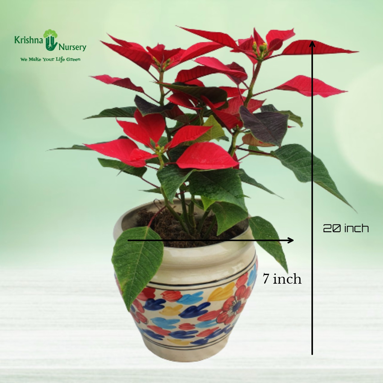 poinsettia-plant-with-ceramic-pot