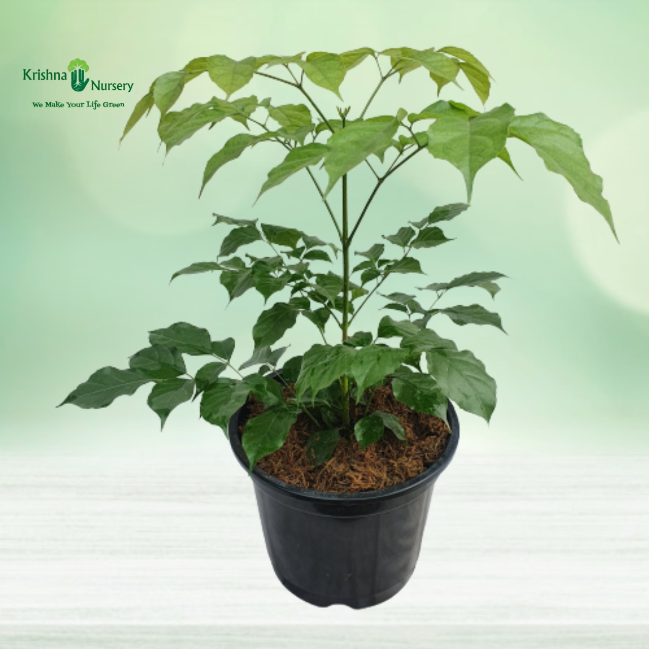 radermachera-plant-with-8-inch-pot
