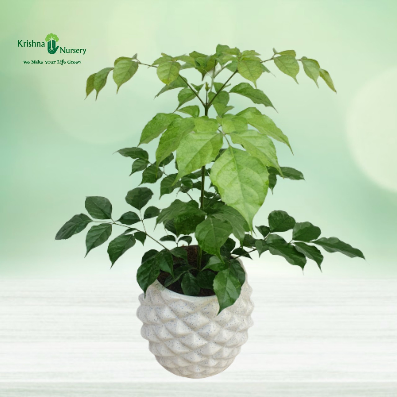 radermachera-plant-with-ceramic-pot