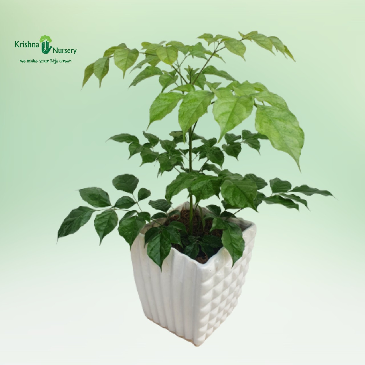 radermachera-plant-with-ceramic-pot