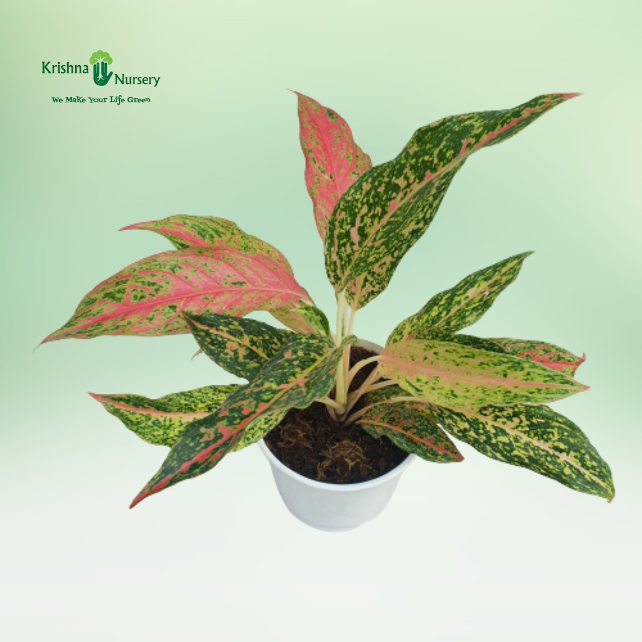 aglaonema-butterfly-plant