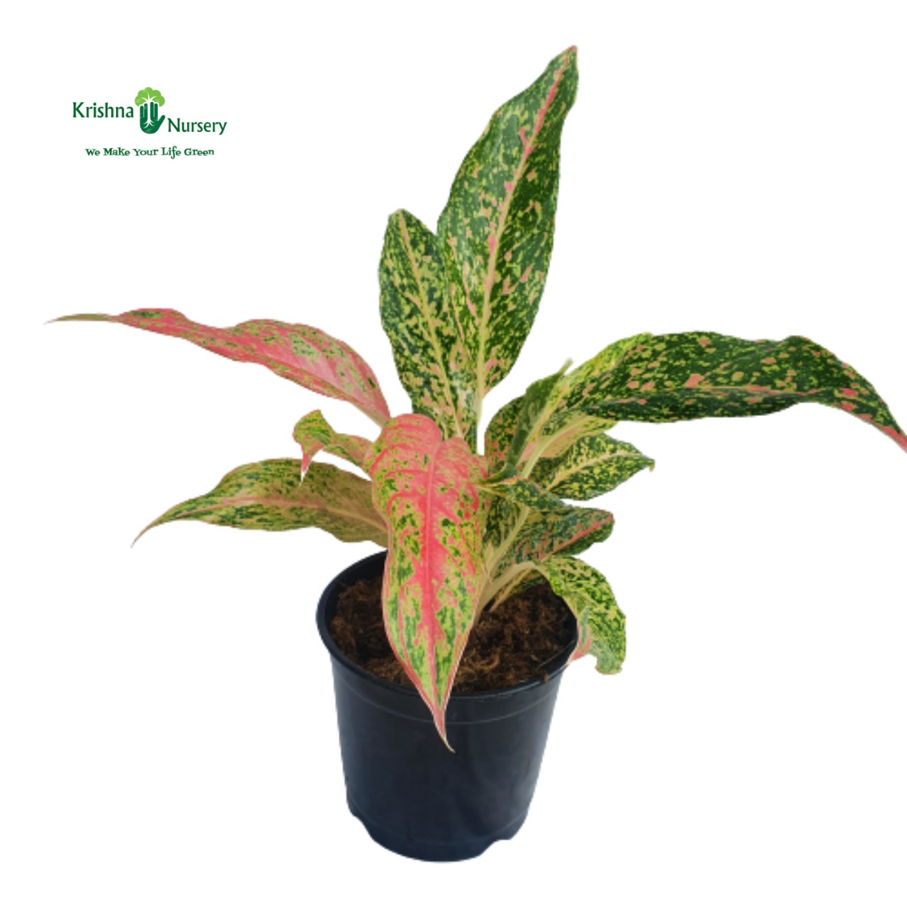 aglaonema-butterfly-plant