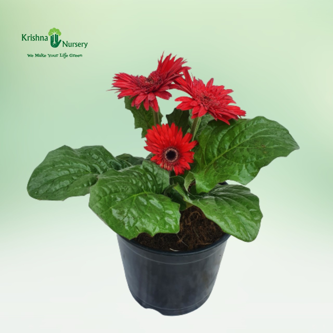 gerbera-plant-red