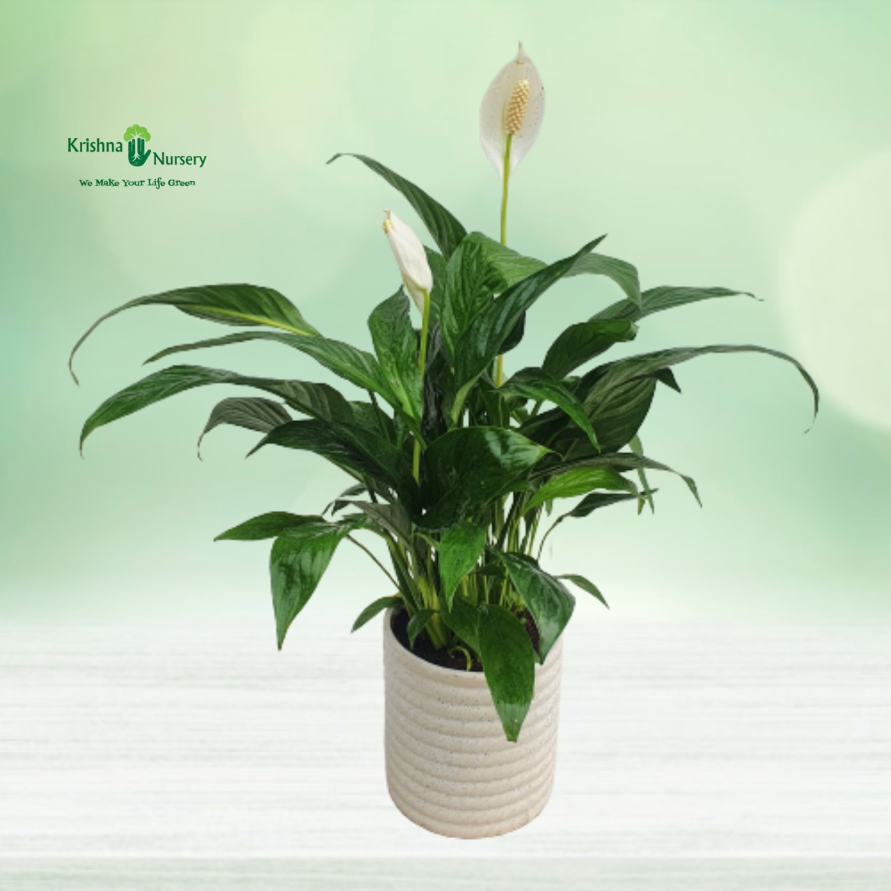 peace-lily-spathiphyllum-plant