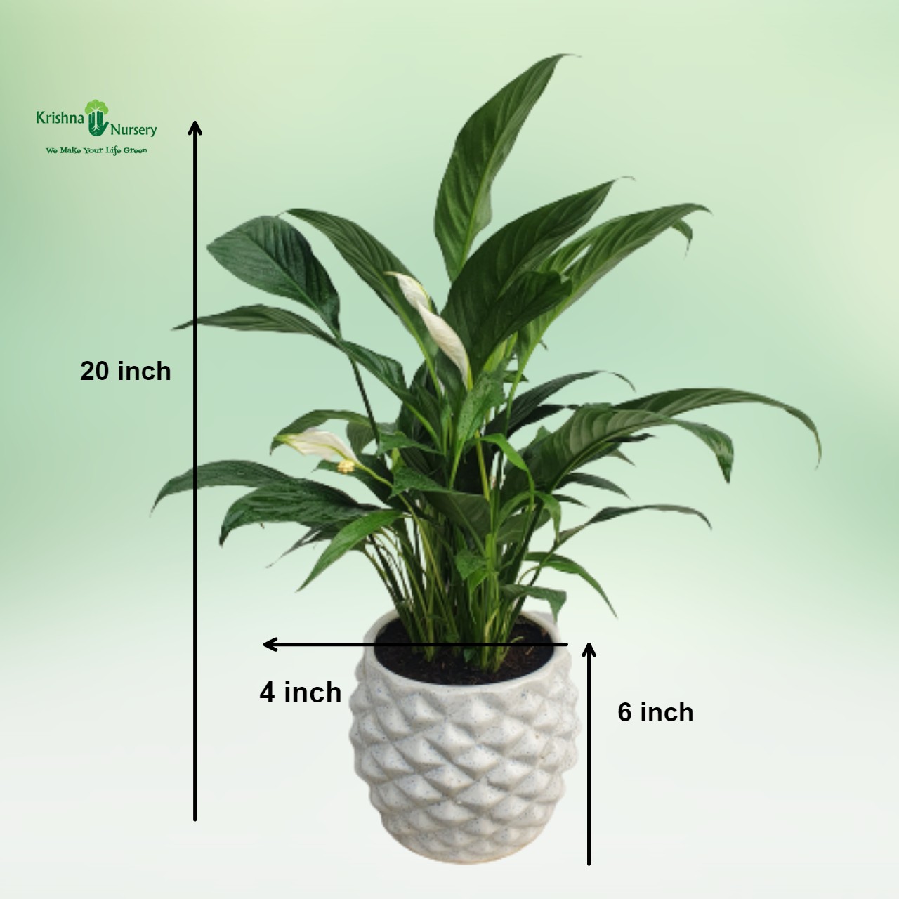 peace-lily-plant-with-diamond-ceramic-pot