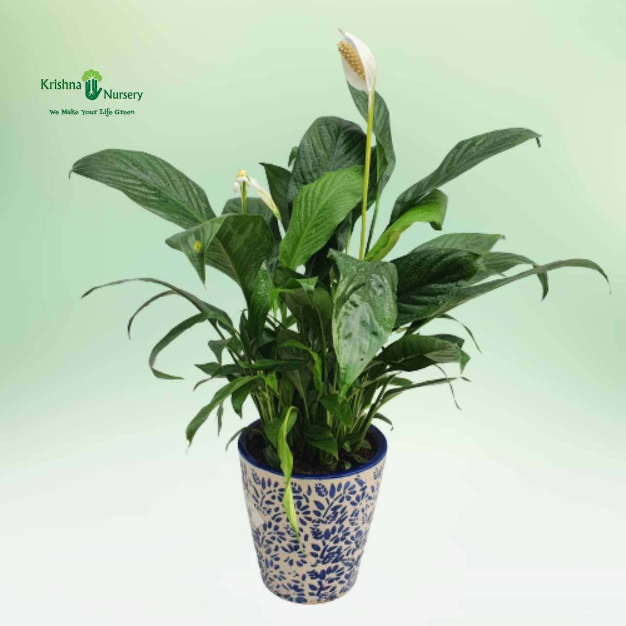 peace-lily-with-printed-pot
