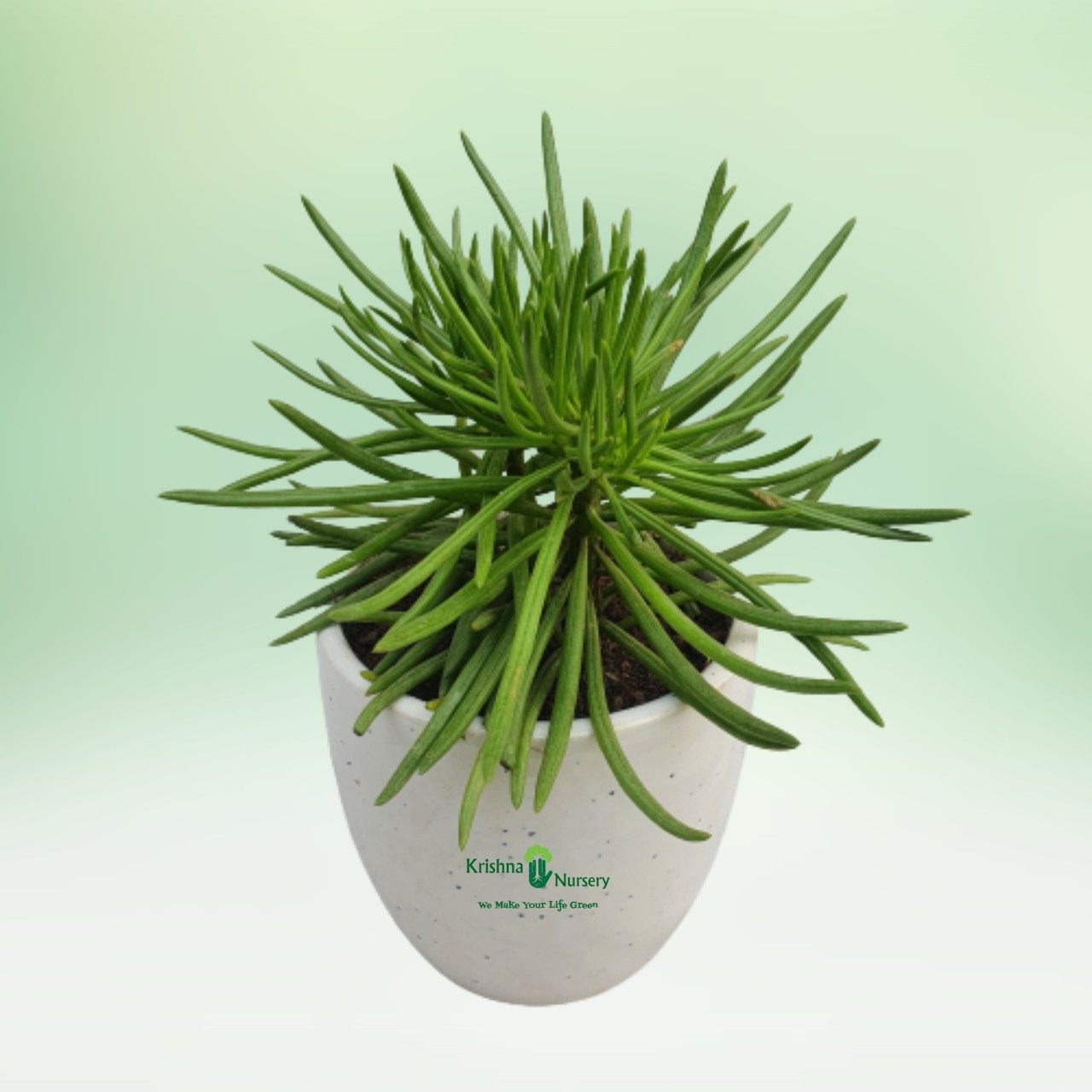bush-senecio-succulent