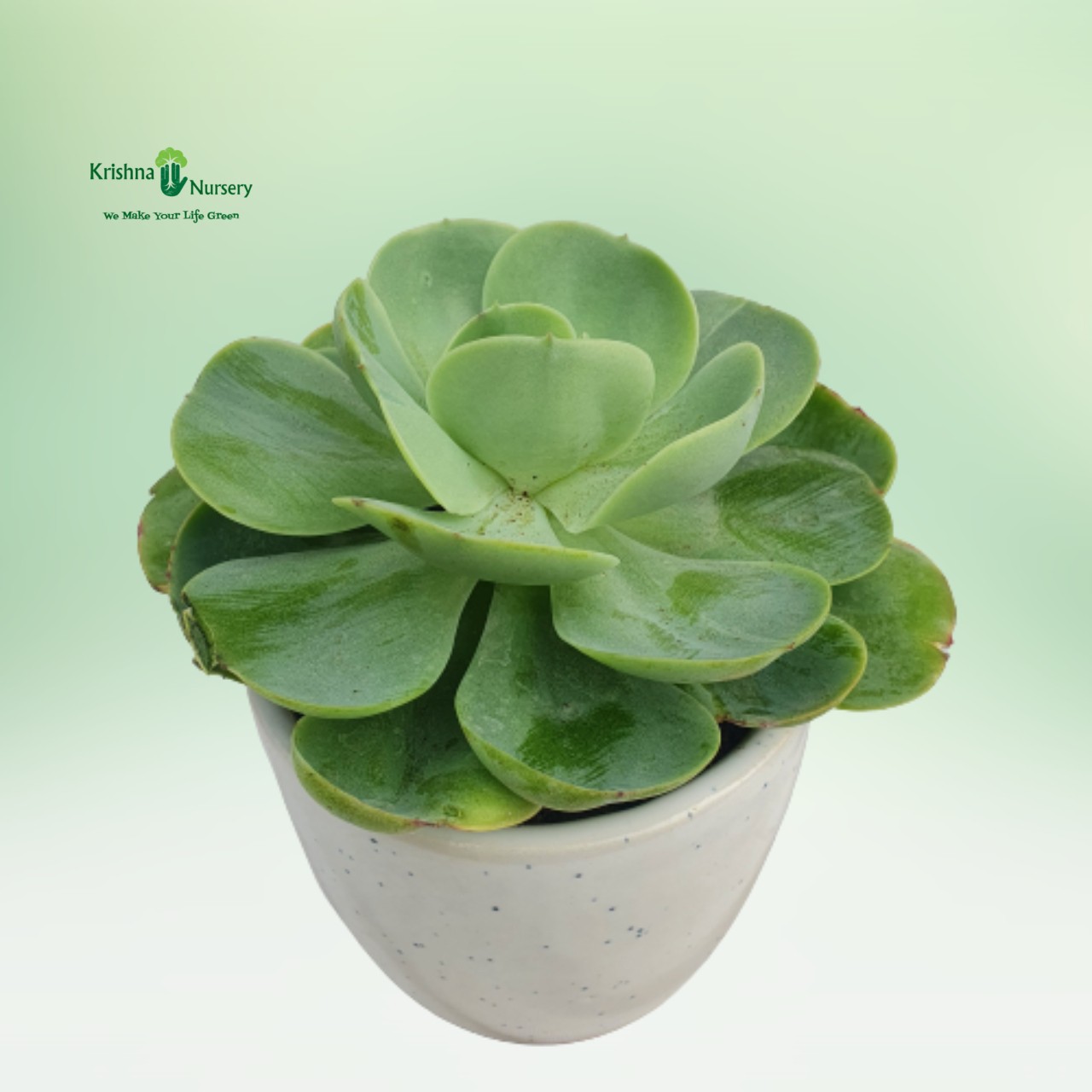 echeveria-green-spoon-succulent