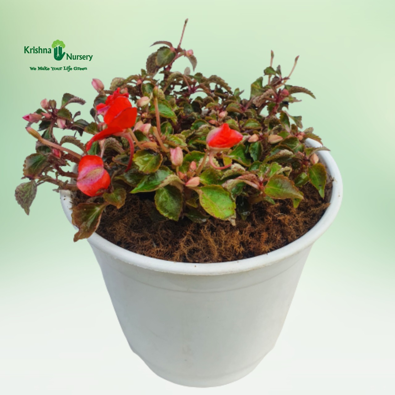 impatiens-plant-red-flower