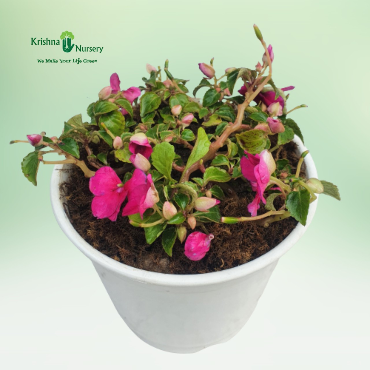 impatiens-plant-pink-flower