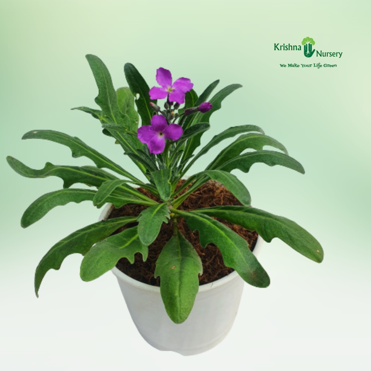 hoary-stock-plant-purple-flower