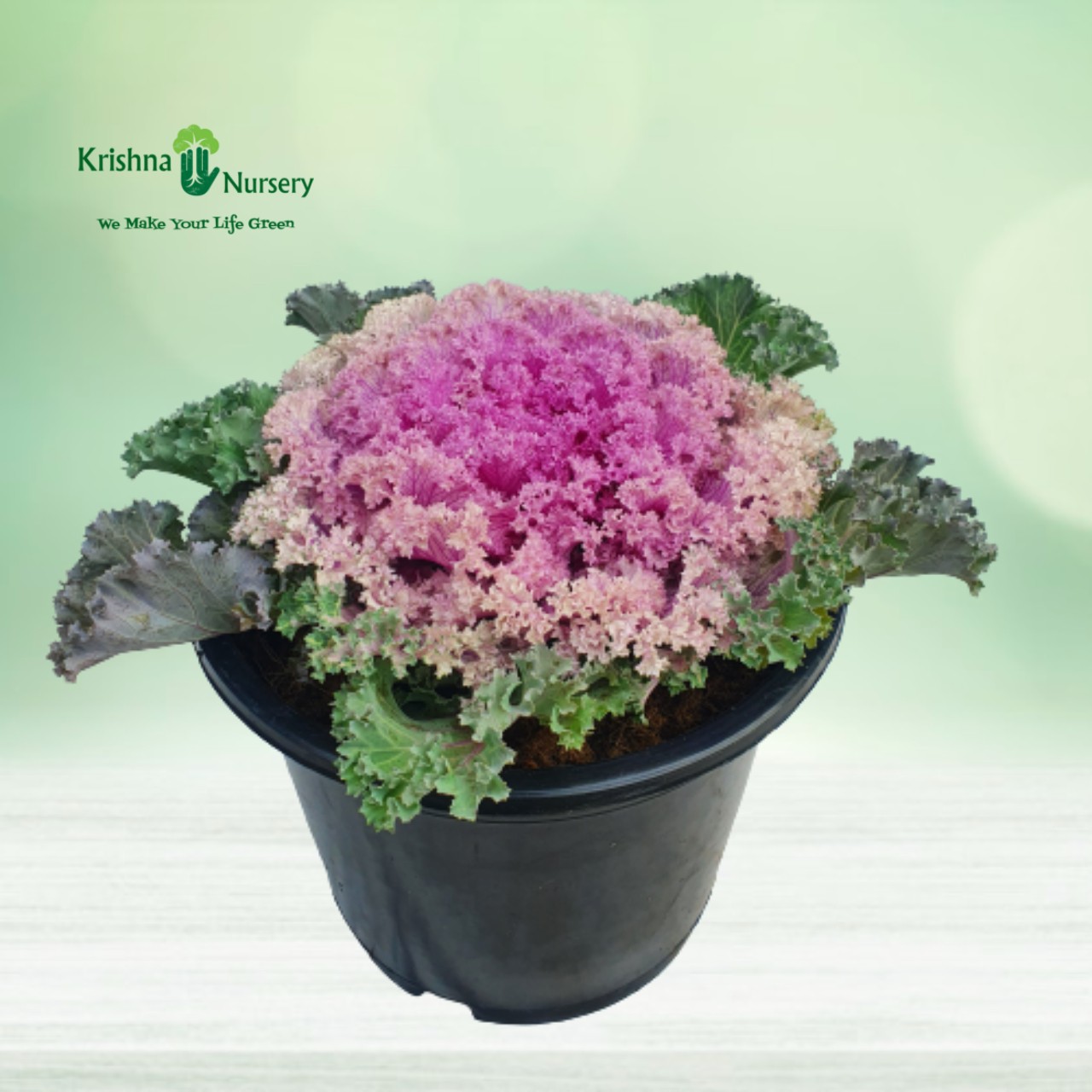 ornamental-cabbage-plant-pink-kale