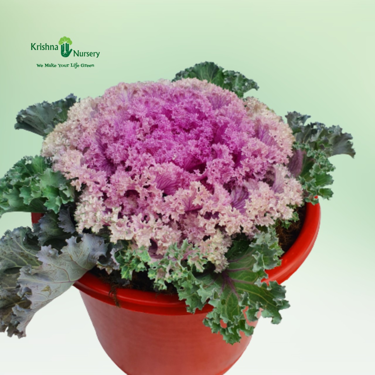 ornamental-cabbage-plant-pink-kale