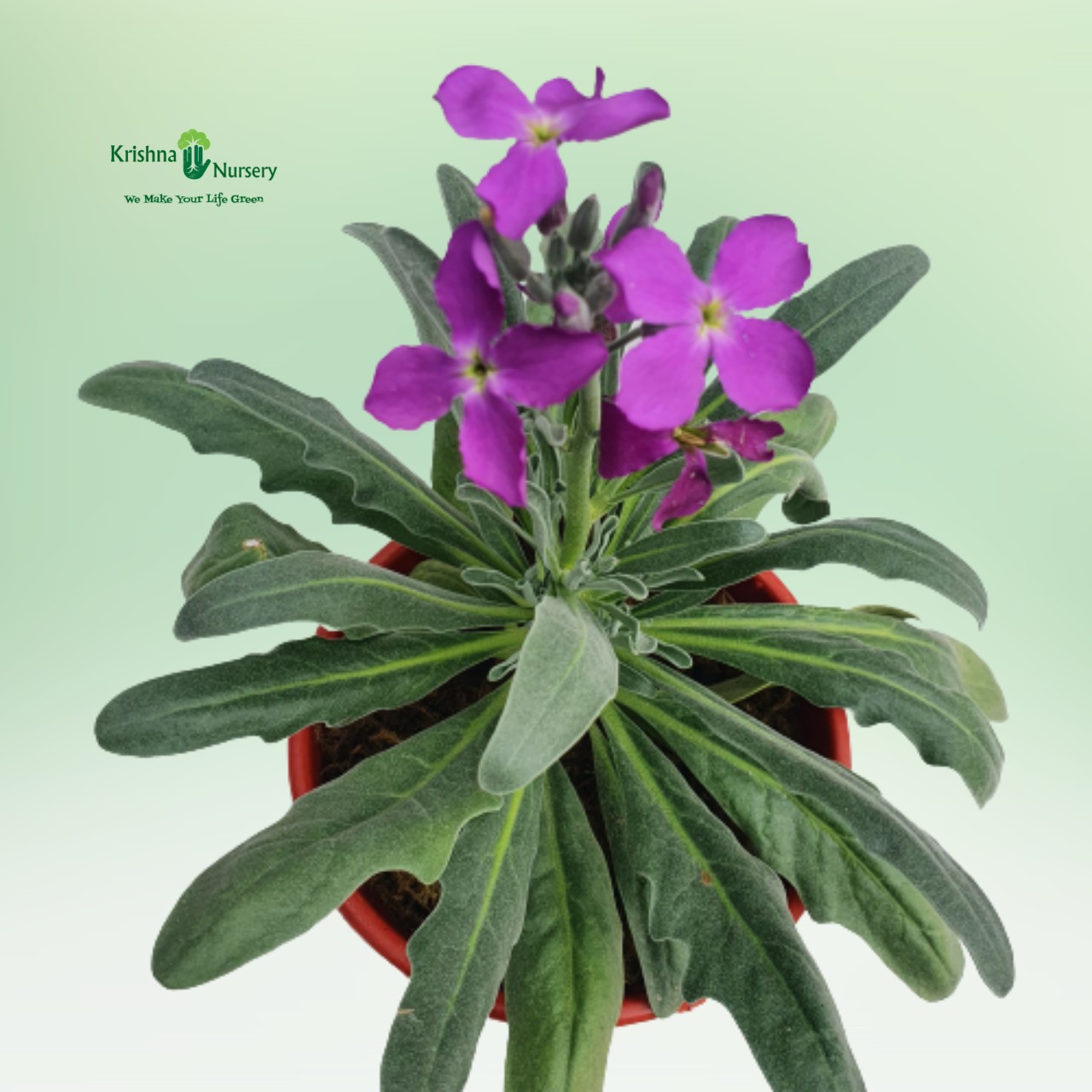 hoary-stock-plant-purple-flower