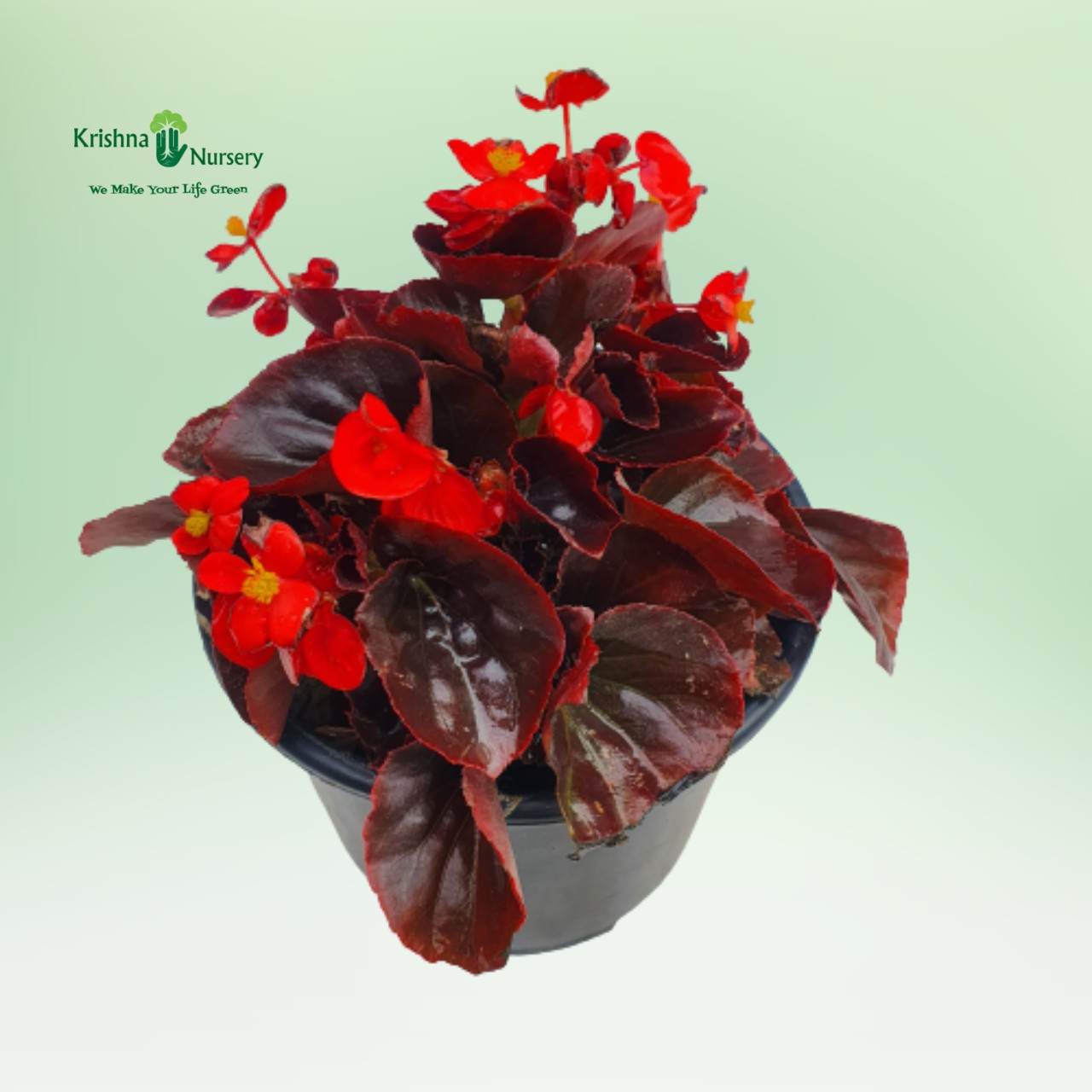 begonia-plant-red-flower