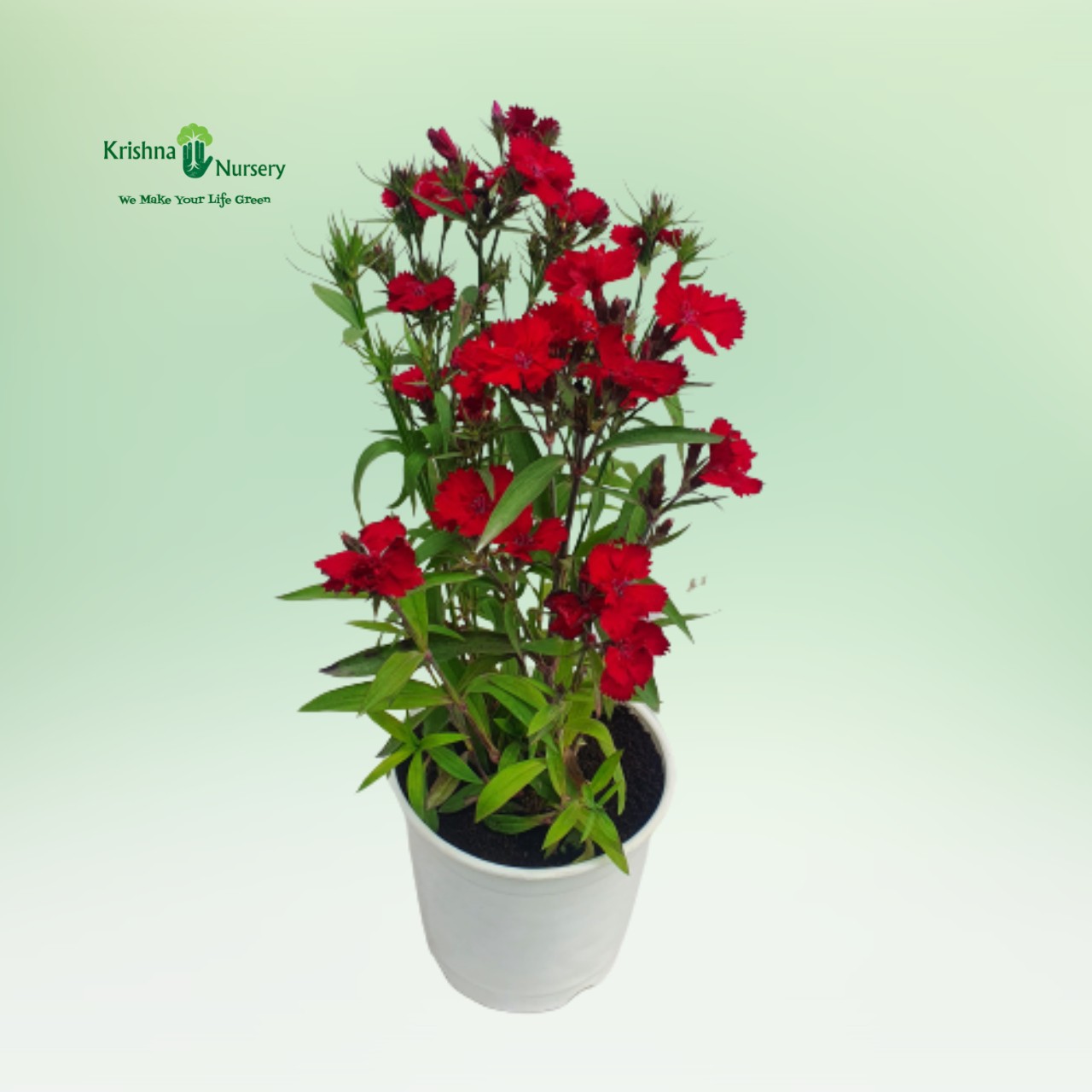 wild-dianthus-plant