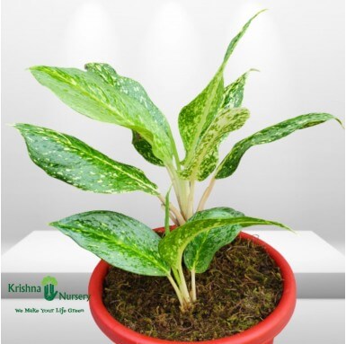 Aglaonema Snow White - Indoor Plants -  - aglaonema-snow-white -   
