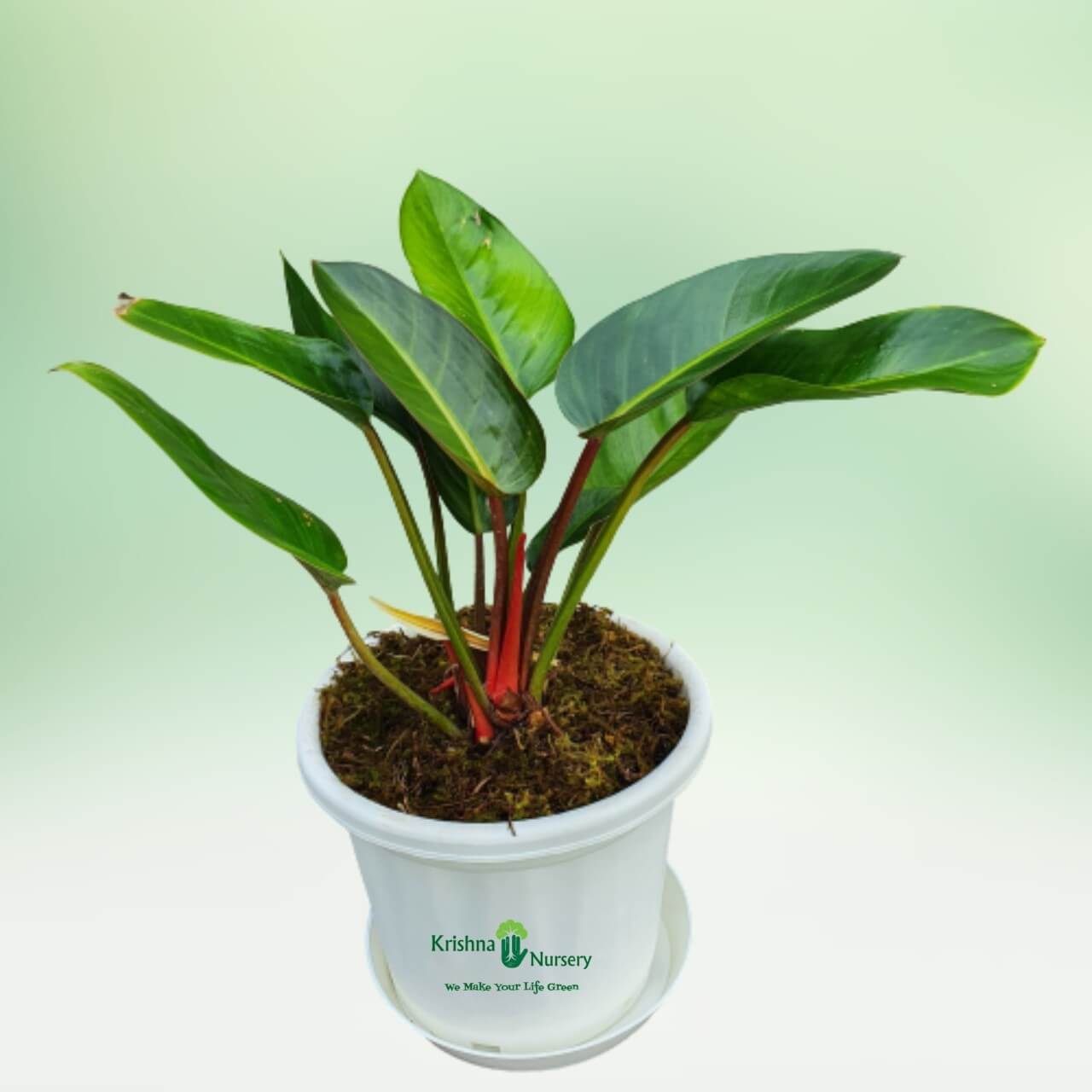 philodendron-congo-plant