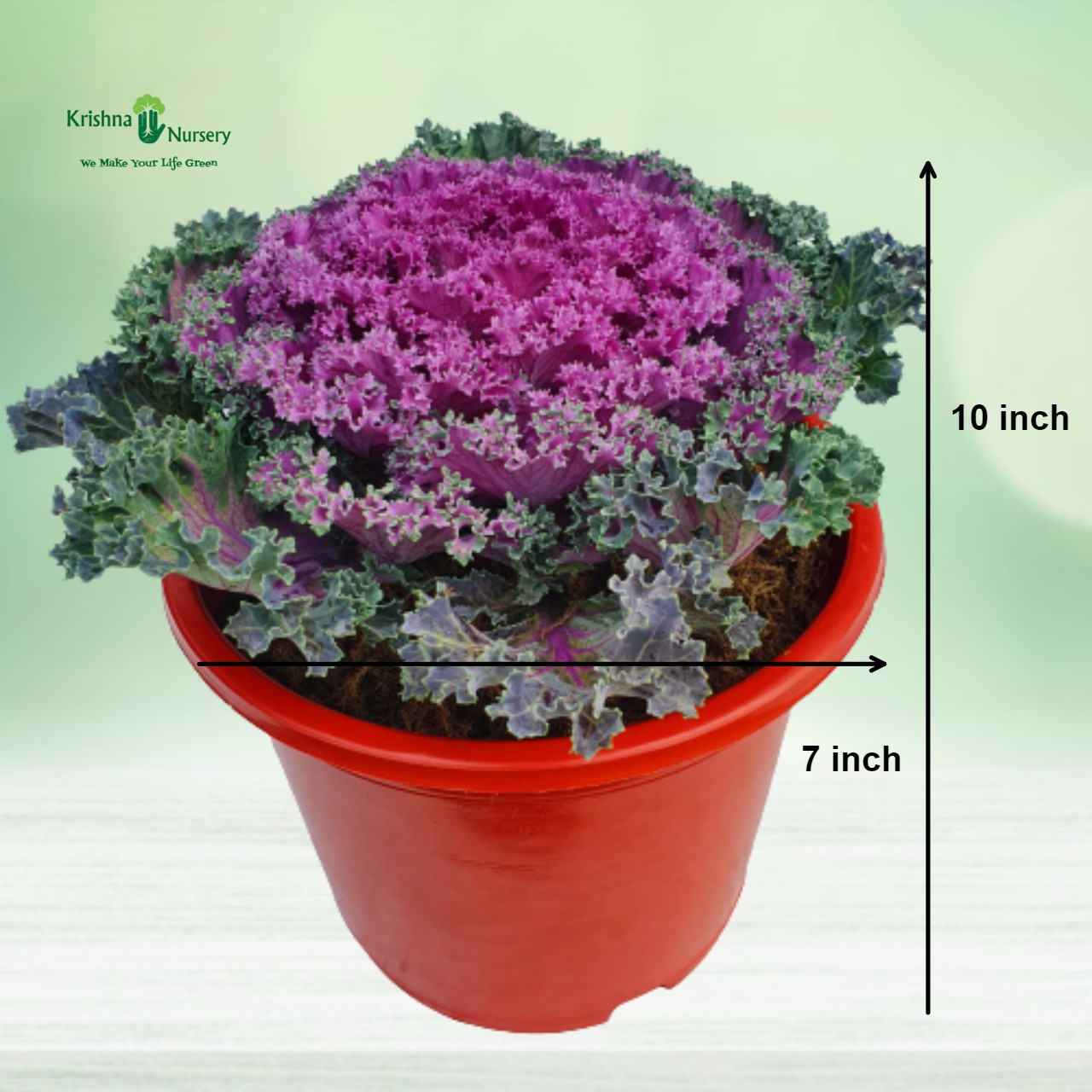 ornamental-cabbage-plant-purple-kale