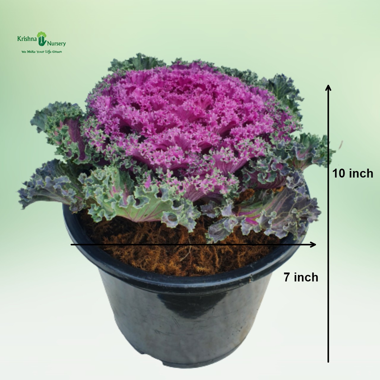 ornamental-cabbage-plant-purple-kale