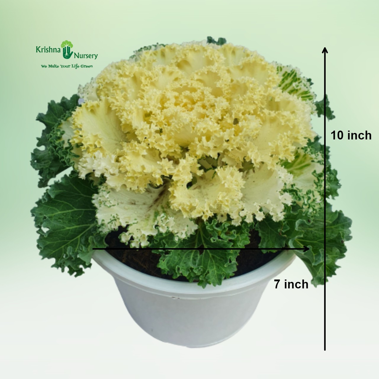 ornamental-cabbage-plant-white-kale