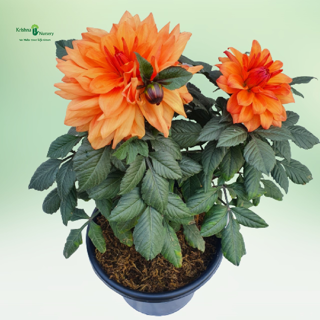 dahlia-plant-orange-flower